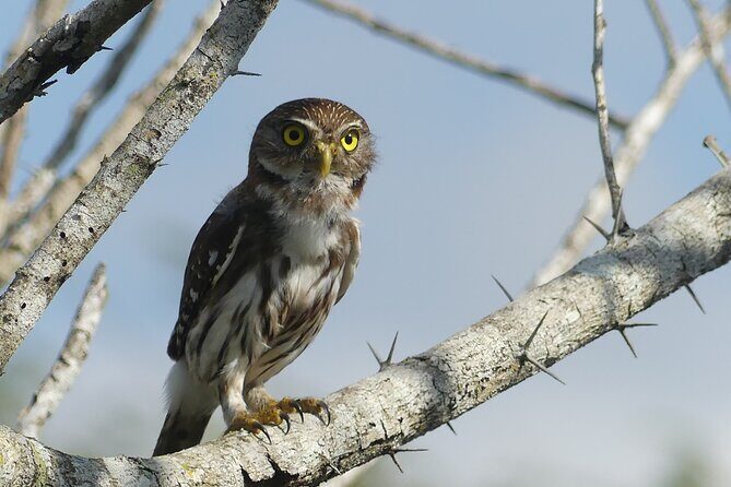 Guided Bird Watching Private Tour in Rio Lagartos from Tulum - An In-Depth Look at the Tour