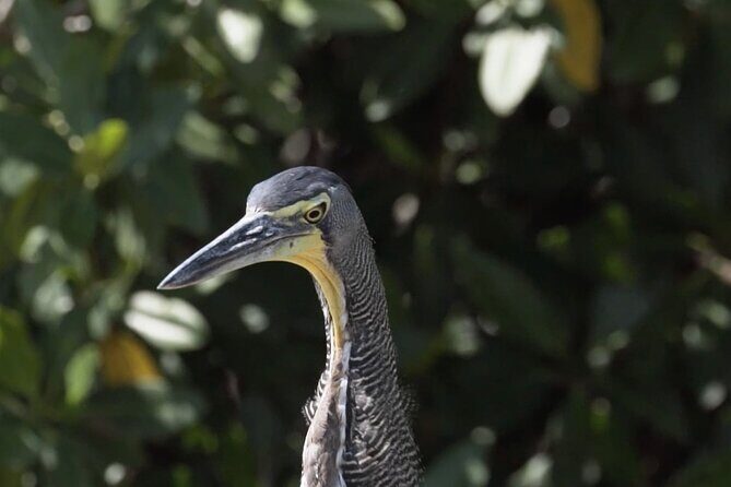 Guided Bird Watching Private Tour in Rio Lagartos from Tulum - Who Should Consider This Tour?