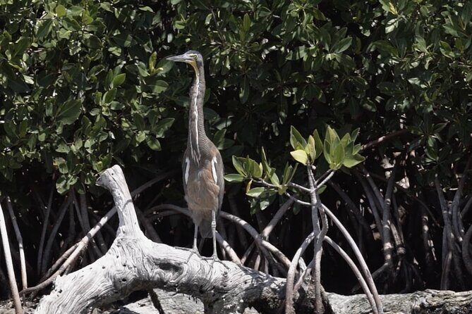 Guided Bird Watching Private Tour in Rio Lagartos from Tulum - FAQ