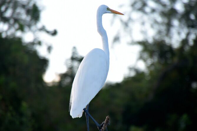 Guided Boat Tour of New Orleans Bayou and Wildlife - The Itinerary and What to Expect