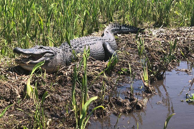 Guided Boat Tour of New Orleans Bayou and Wildlife - Who Will Enjoy This Tour Most?