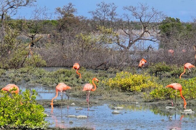 Guided Bonaire North and South Tour - How Does the Itinerary Unfold?