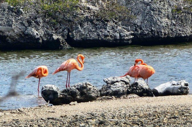 Guided Bonaire North and South Tour - Analyzing the Value for Money