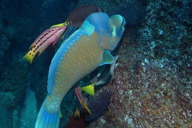 Guided by Divemaster, Cabo San Lucas short Snorkeling Tour MANTA - An Honest Look at the Experience