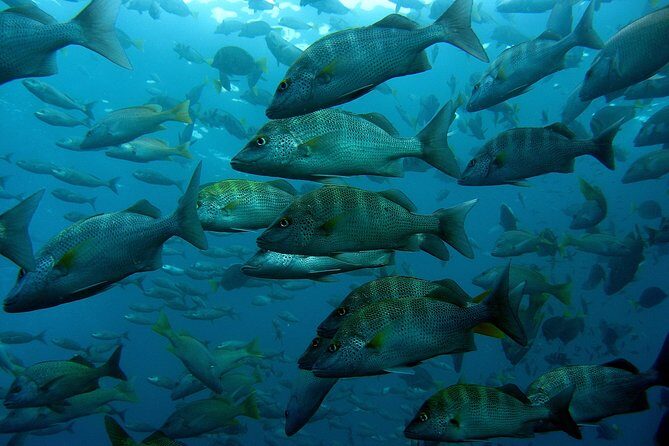 Guided by Divemaster, Cabo San Lucas short Snorkeling Tour MANTA - FAQ