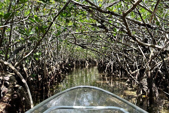 Guided Clear Kayak Eco-Tour Near Key West - FAQs
