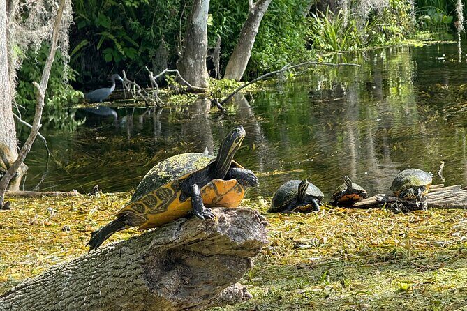 Guided Clear Kayak Tours on the Silver River - An In-Depth Look at the Silver River Kayak Adventure