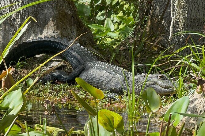 Guided Clear Kayak Tours on the Silver River - Final Thoughts