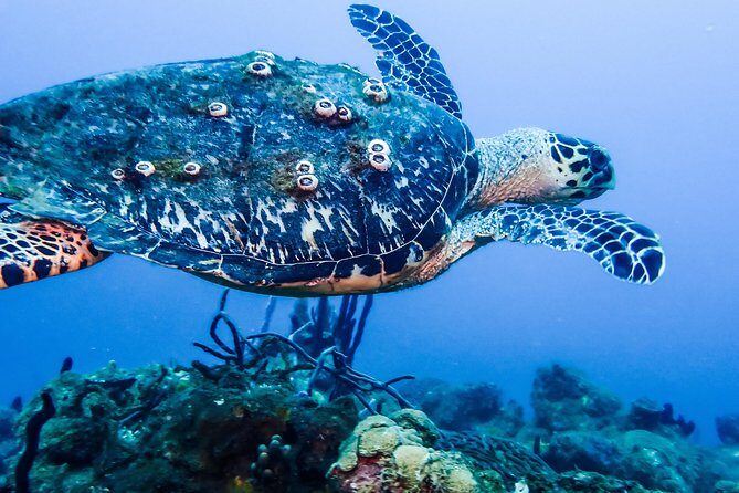 Guided Coral Reef Scuba Tour / 1 tank (Certified Divers Only) - Introducing the Coral Reef Scuba Tour in Rincon