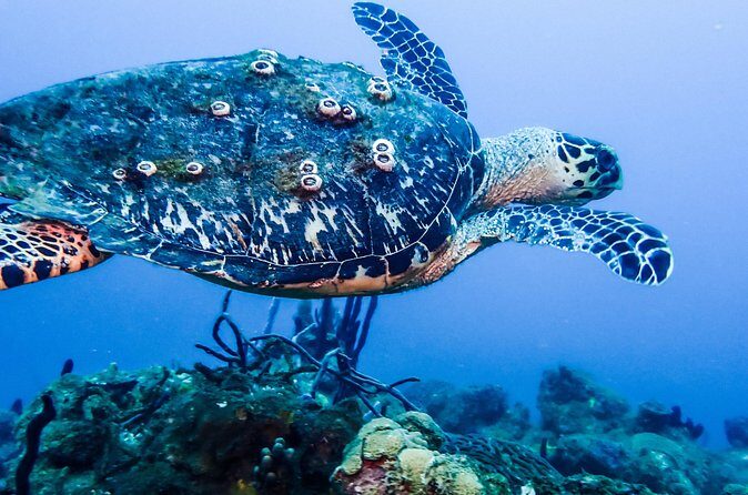 Guided Coral Reef Scuba Tour / 1 tank (Certified Divers Only) - The Balance of Price and Value