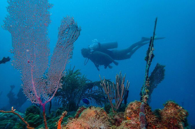 Guided Coral Reef Scuba Tour / 1 tank (Certified Divers Only) - Practical Details and Tips for Participants