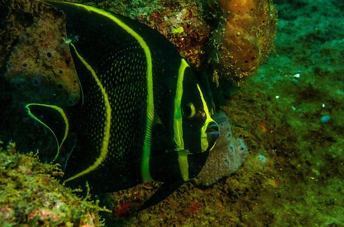 Guided Coral Reef Scuba Tour / 1 tank (Certified Divers Only) - The Sum Up: Who Will Love This Experience?