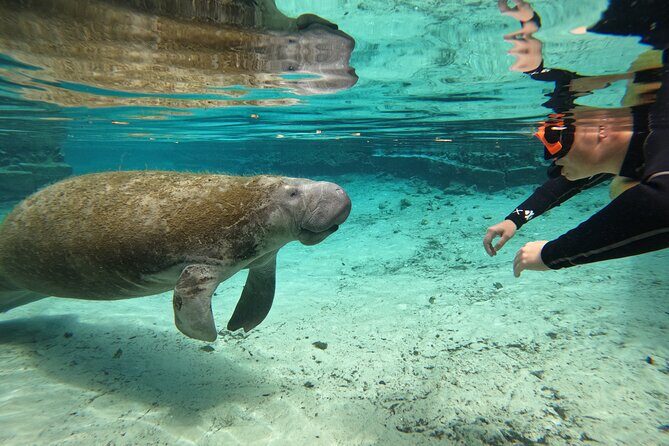 Guided Crystal River Manatee Snorkeling Tour - What You Can Expect from the Crystal River Manatee Snorkeling Tour