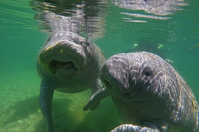 Guided Crystal River Manatee Snorkeling Tour - Who Will Love This Experience?