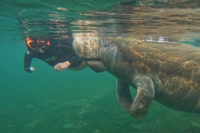 Guided Crystal River Manatee Snorkeling Tour - The Sum Up