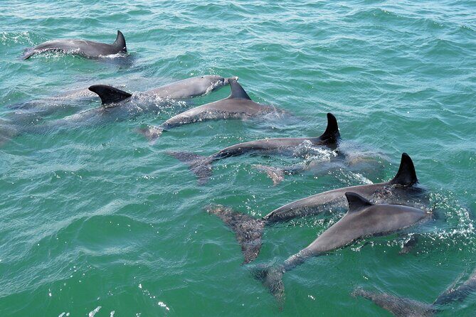 Guided Dolphin Eco-Cruise in Koombana Bay - Practical Tips for Travelers