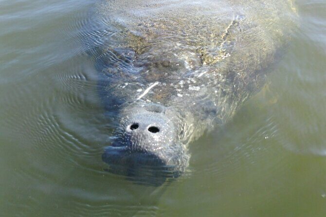 Guided Dolphin Eco Tour by Kayak & SUP - Fort Myers Beach, FL - Who Should Consider This Tour?