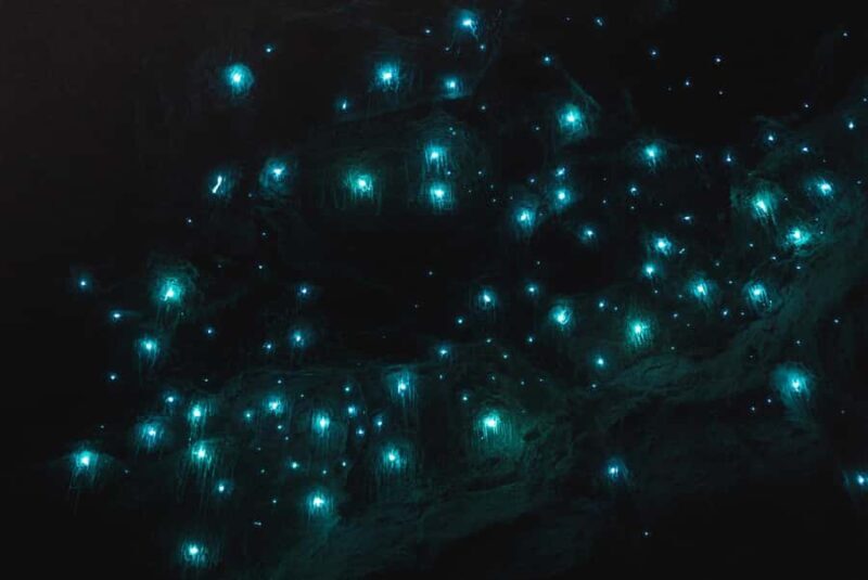 Guided Evening Glow Worm Experience - Byron Bay - Practical Tips for Participants