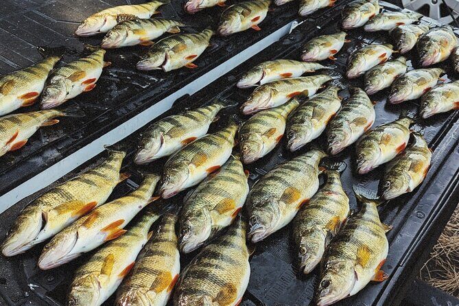 Guided Fishing Trip on Lake Cascade - Authentic Experiences from Reviewers