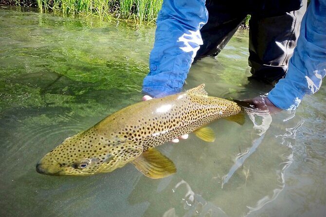 Guided Fly Fishing on Truckee River, Lake Tahoe, Truckee and Reno - Key Points