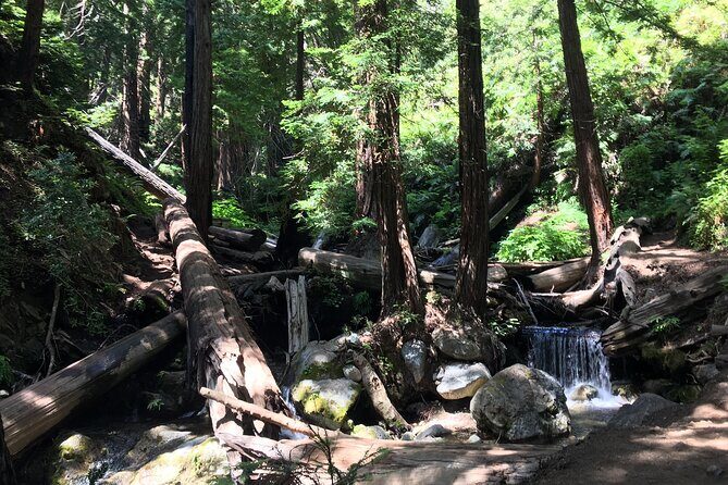 Guided full-day Big Sur hiking adventure with lunch - Who Should Consider This Tour?