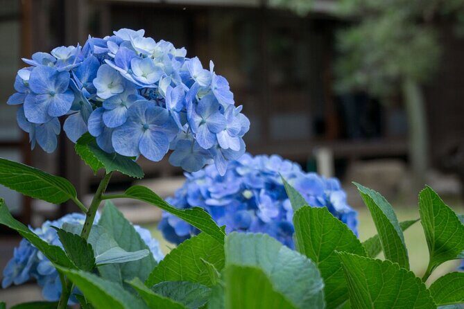 Guided Garden Walk: Nagoya Castle, Gardens & Historic Estate - Introduction