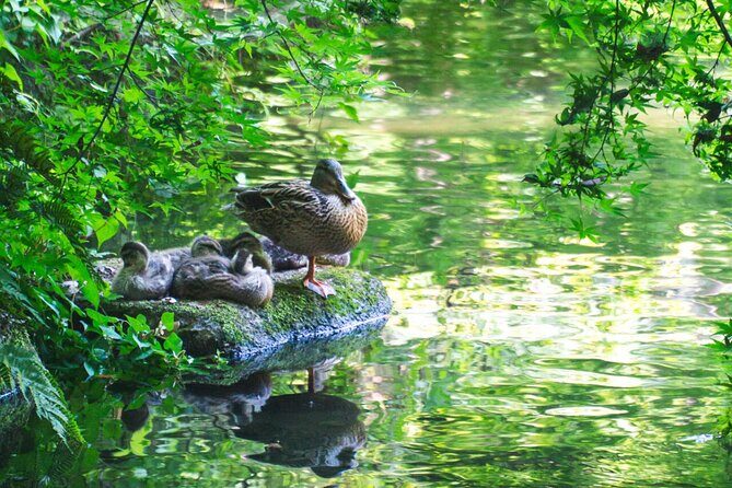 Guided Garden Walk: Nagoya Castle, Gardens & Historic Estate - Authentic Experiences and Review Insights