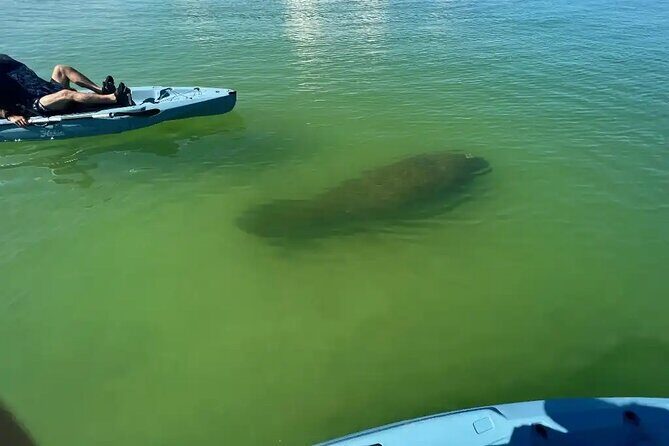 Guided Glow LED Kayak Sunset Activity in Bonita Springs - Practical Tips for Future Participants