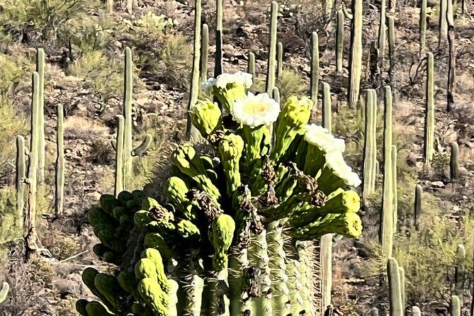 Guided Hike in the Sonoran Desert - FAQ