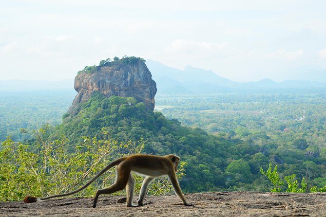 Guided Hike & Picnic with an Amazing View on Pidurangala Rock - An In-Depth Look at the Pidurangala Guided Hike & Picnic
