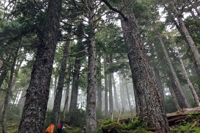 Guided Hike | TONGASS NATIONAL FOREST - What to Expect and Why It Matters