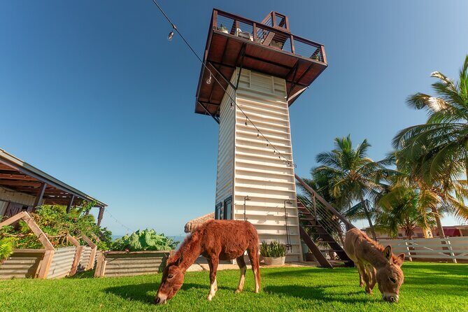 Guided Hike with Miniature Donkeys to a Secluded Beach - Practical Considerations and Tips
