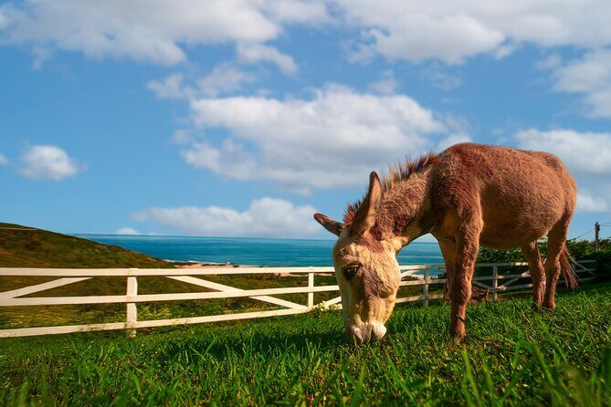 Guided Hike with Miniature Donkeys to a Secluded Beach - The Sum Up: Is This Tour for You?