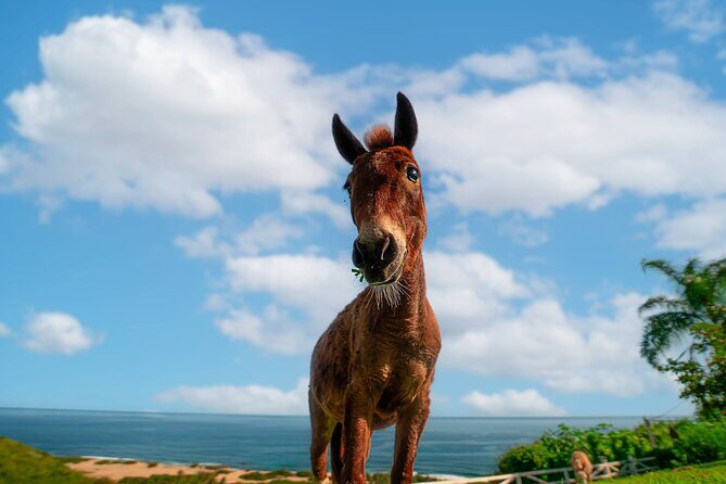 Guided Hike with Miniature Donkeys to a Secluded Beach - FAQ