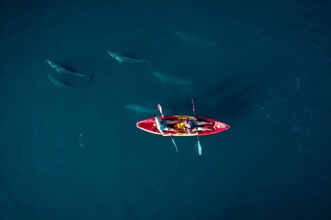 Guided Kayak 2-Hour Activity with Dolphins - Introduction: What Makes This Experience Special?