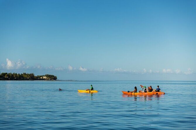 Guided Kayak 2-Hour Activity with Dolphins - What You Can Expect from the Tour
