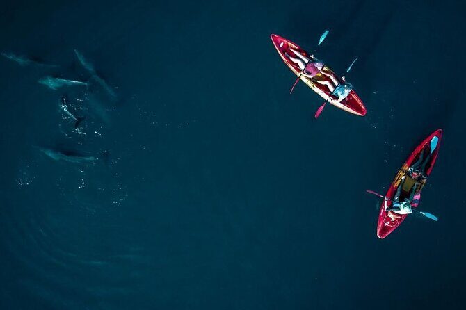 Guided Kayak 2-Hour Activity with Dolphins - Final Thoughts