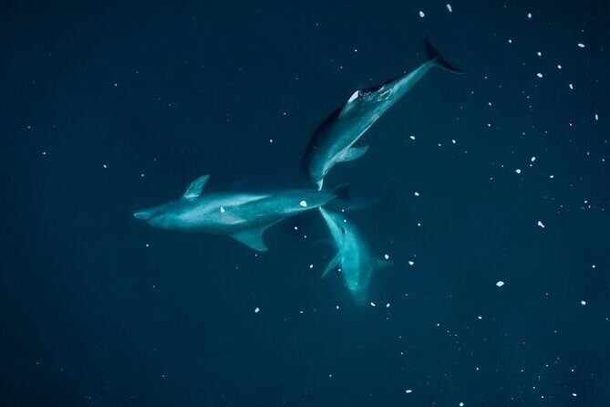 Guided Kayak 2 Hours Activity with Dolphins - Who Will Love This Experience