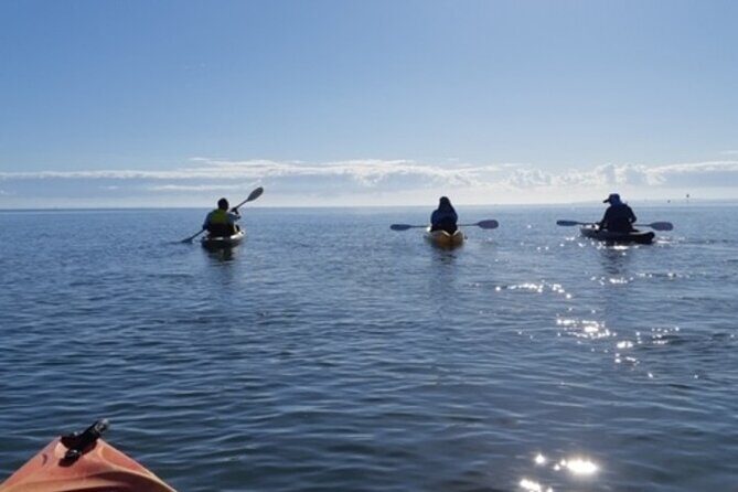 Guided Kayak Adventure Tour - A Closer Look at the Kayak Eco-Tour