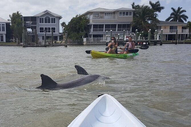 Guided Kayak Dolphin Eco Tour in Pelican Bay - A Closer Look at the Experience