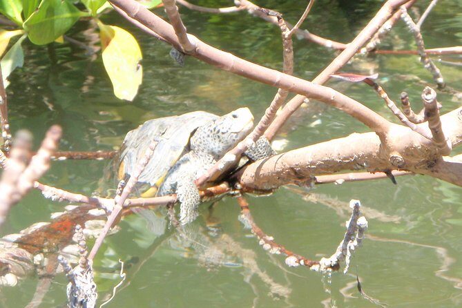Guided Kayak Eco Tour - Bunche Beach - Final Thoughts