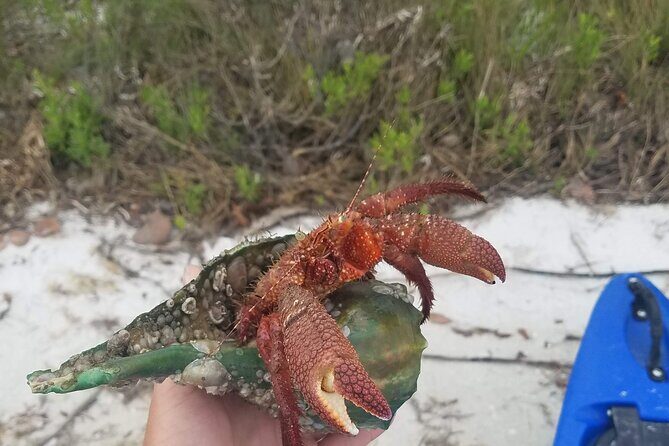 Guided Kayak EcoTour of Beautiful Shell Key Preserve - The Value of the Experience