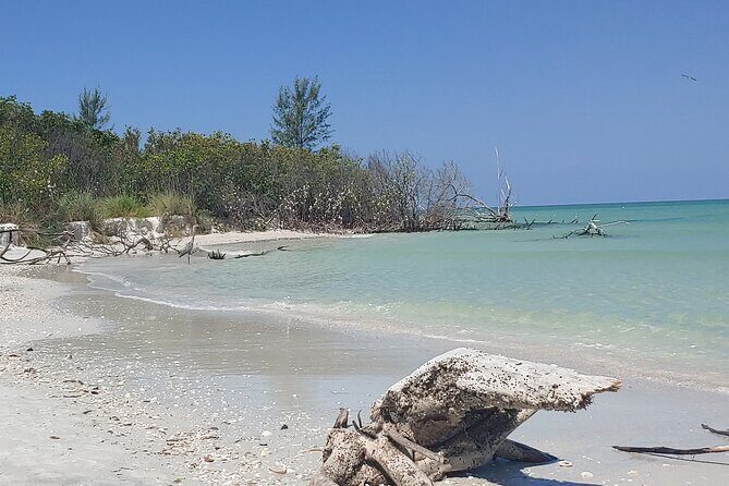 Guided Kayak EcoTour of Beautiful Shell Key Preserve