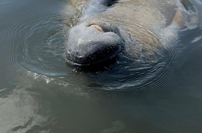 Guided Kayak Experience at EG Simmons Park - Is It Worth the Price?