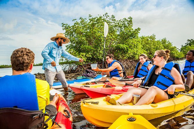 Guided Kayak Mangrove Ecotour in Rookery Bay Reserve, Naples - The Sum Up