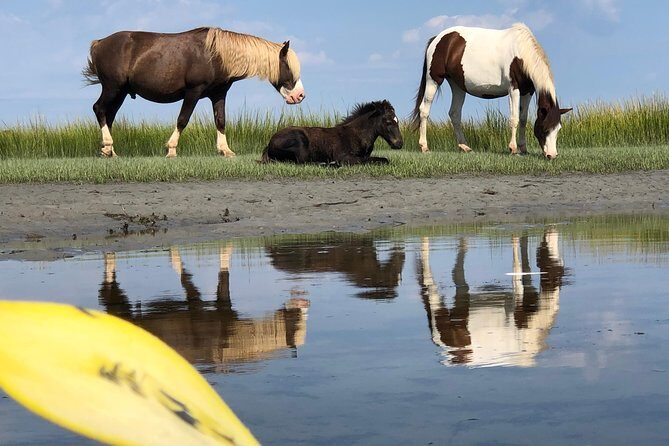 Guided Kayak Tour to see ponies, birds, dolphins and more - Final Thoughts: A Genuine Wildlife Adventure