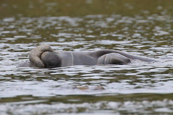 Guided Kayaking Manatee Tour near Orlando - Pricing & Value Analysis