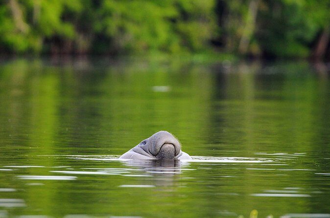 Guided Kayaking Manatee Tour near Orlando - Seasonal Considerations & Booking Tips