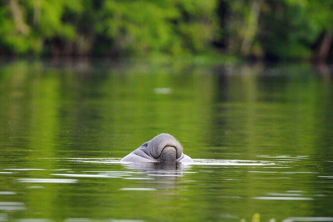 Guided Kayaking Manatee Tour near Orlando - Who Will Love This Tour?