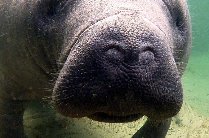 Guided Kayaking Manatee Tour near Orlando - The Sum Up: Is It Worth It?